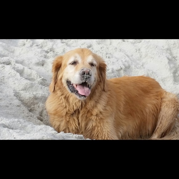 Meet your Posher, Laurie - Picture 1 of 1